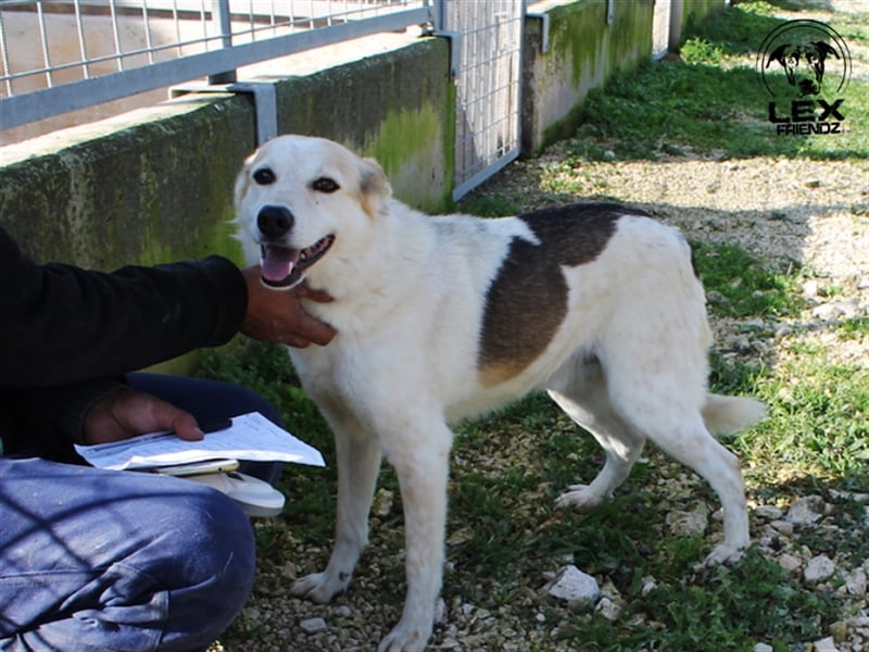 Sorriso - lieber, umgänglicher Hund
