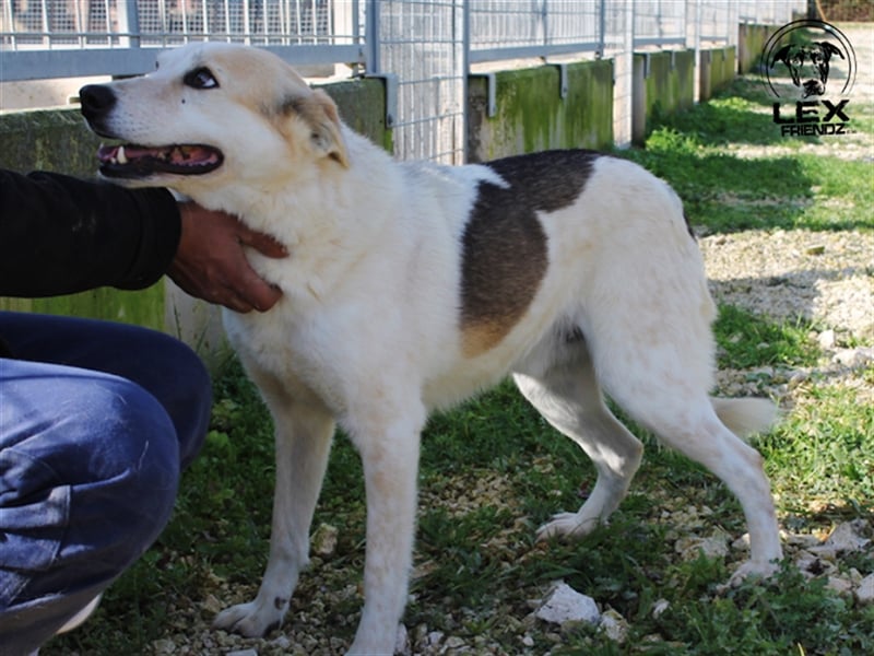 Sorriso - lieber, umgänglicher Hund