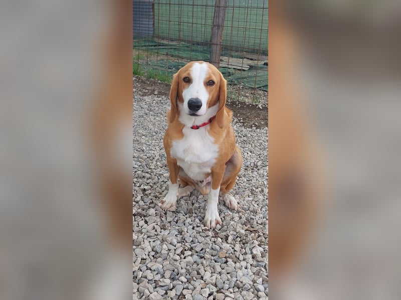 Romeo sucht sein Zuhause
