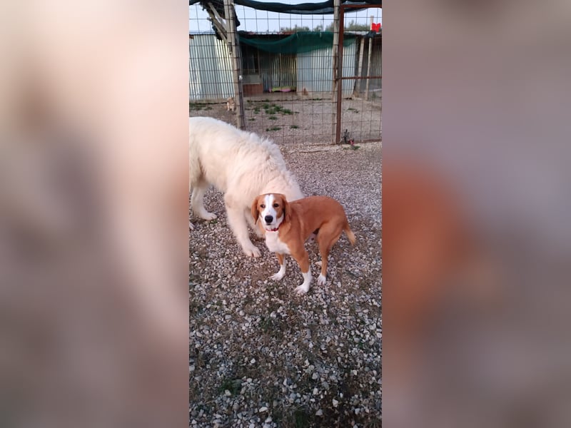 Romeo sucht sein Zuhause