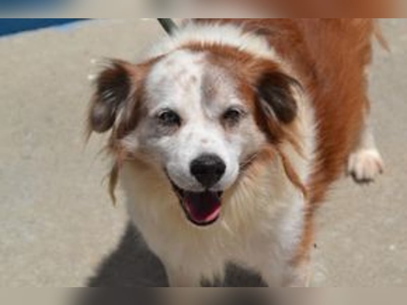 Oito, einer von zwölf zurückgebliebenen Hunden sucht ein neues Zuhause