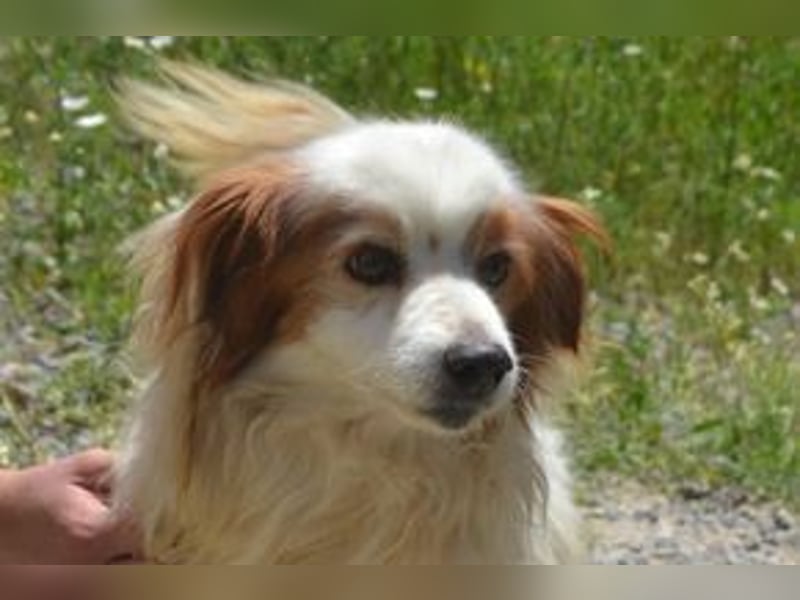 Kiko – einer von zwölf zurückgelassenen Hunden sucht ein neues Zuhause