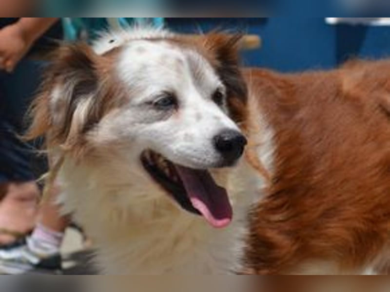 Oito, einer von zwölf zurückgebliebenen Hunden sucht ein neues Zuhause