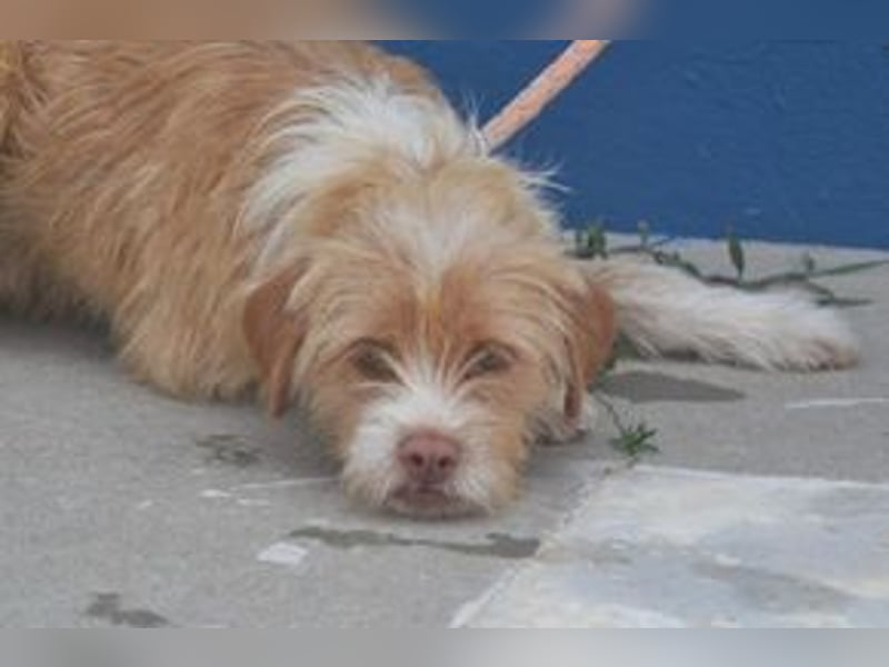 Big, ein kleiner Hund mit viel Energie und großem Kontaktbedürfnis