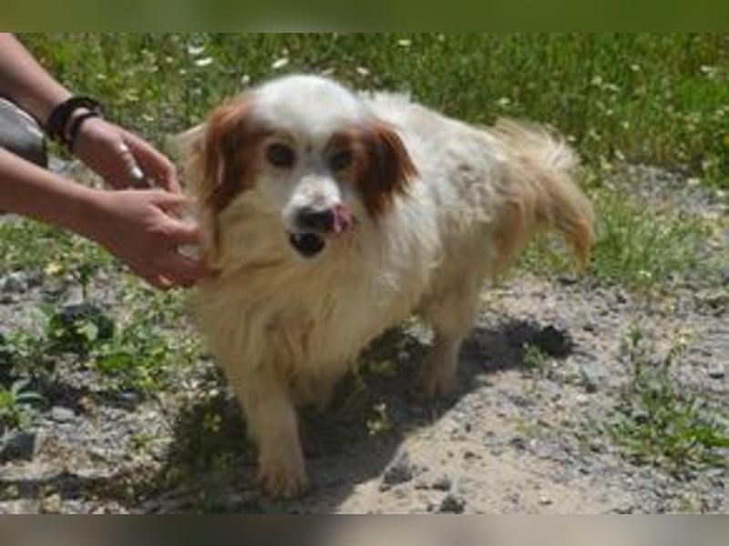 Kiko – einer von zwölf zurückgelassenen Hunden sucht ein neues Zuhause