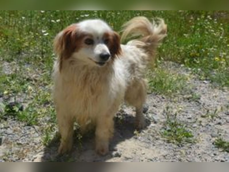 Kiko – einer von zwölf zurückgelassenen Hunden sucht ein neues Zuhause