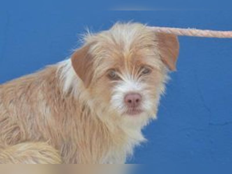 Big, ein kleiner Hund mit viel Energie und großem Kontaktbedürfnis