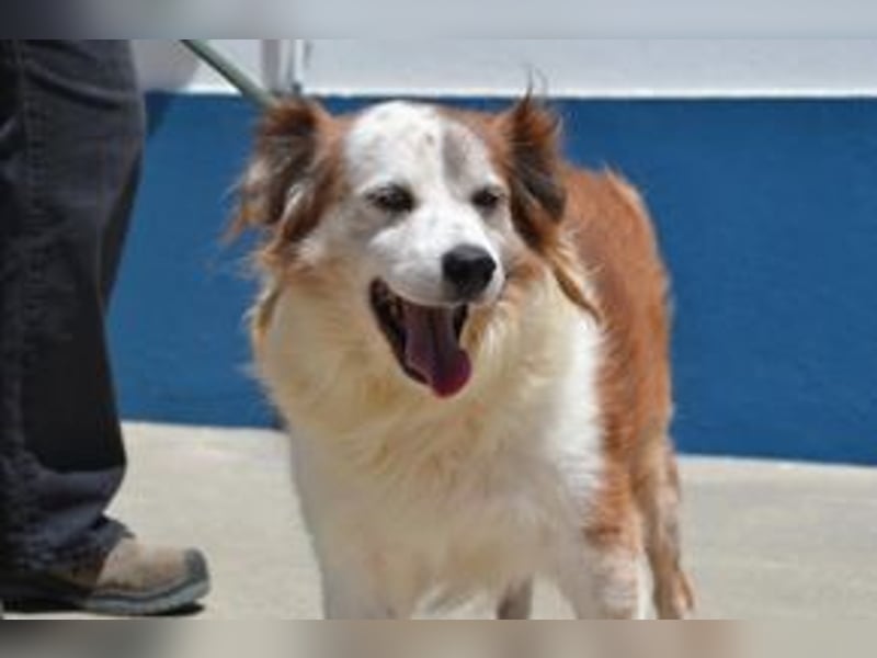 Oito, einer von zwölf zurückgebliebenen Hunden sucht ein neues Zuhause
