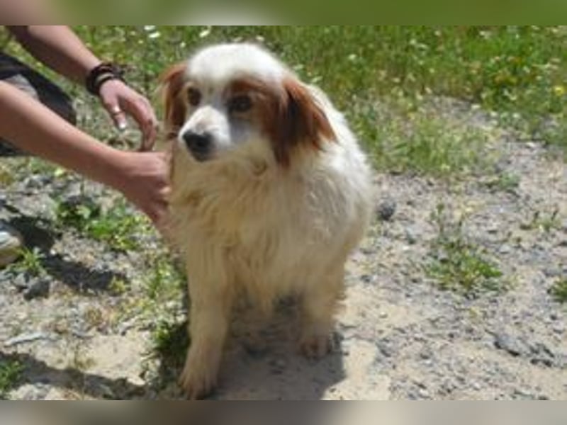 Kiko – einer von zwölf zurückgelassenen Hunden sucht ein neues Zuhause