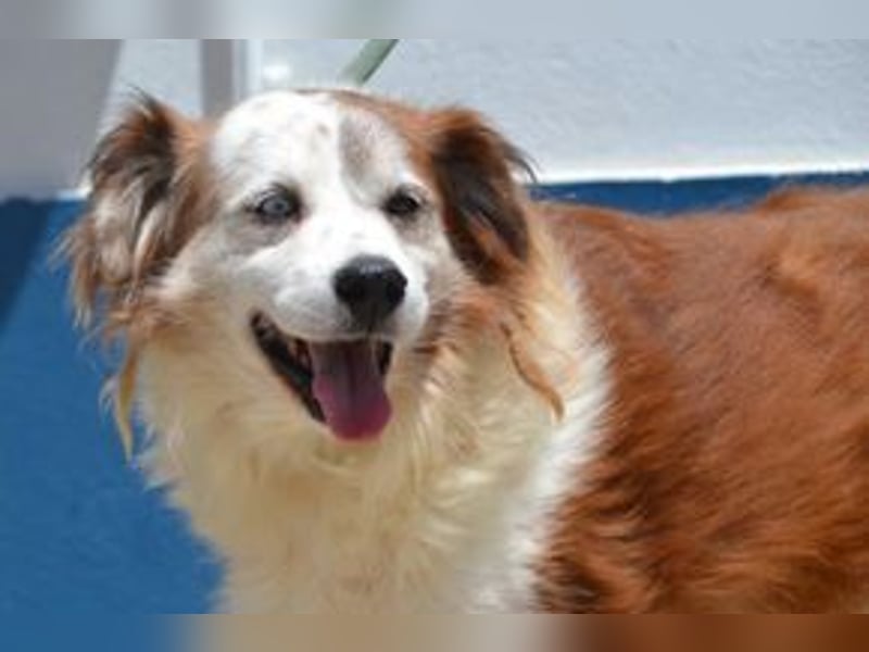 Oito, einer von zwölf zurückgebliebenen Hunden sucht ein neues Zuhause