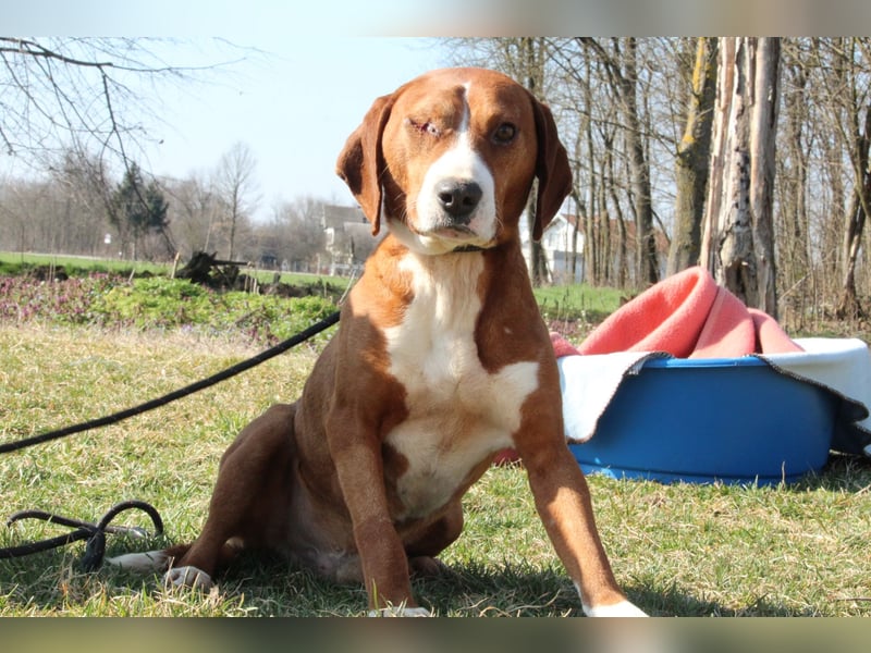 Balou unser Herzenshund...