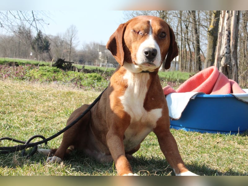 Balou unser Herzenshund...