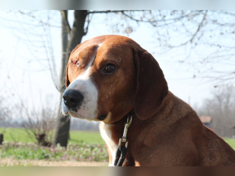 Balou unser Herzenshund...