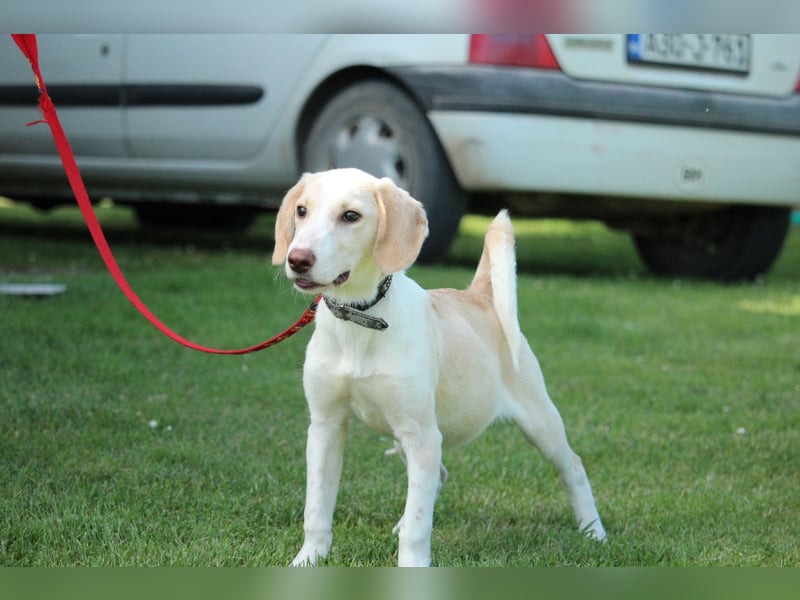 Maiko sucht liebevolles zu Hause