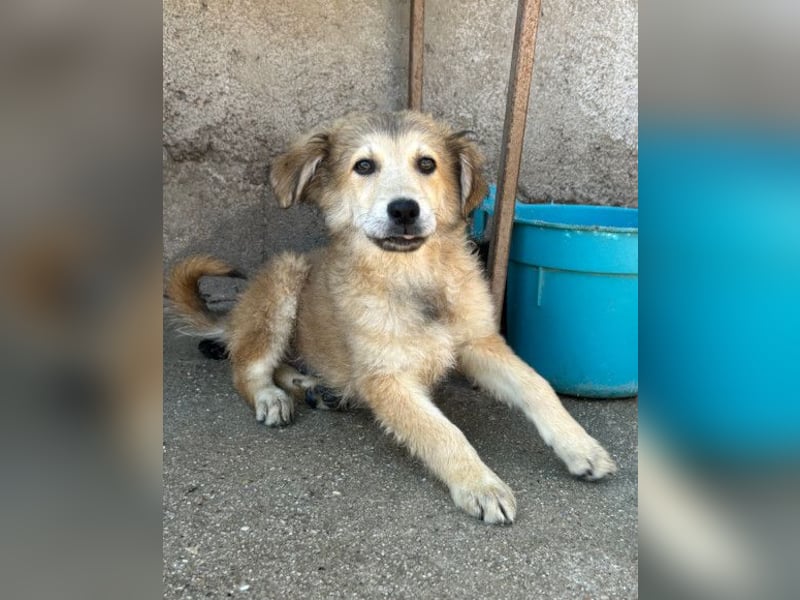 Diego ❤️ süßer, verschmuster Welpenjunge