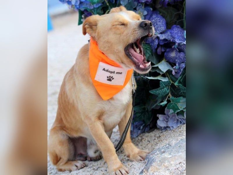 Max & Kika ❤️ liebevolles Zuhause gesucht