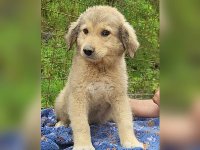 Verspielter Caius ❤️ sucht Liebe + Spaß!