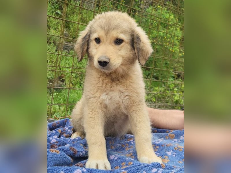 Verspielter Caius ❤️ sucht Liebe + Spaß!