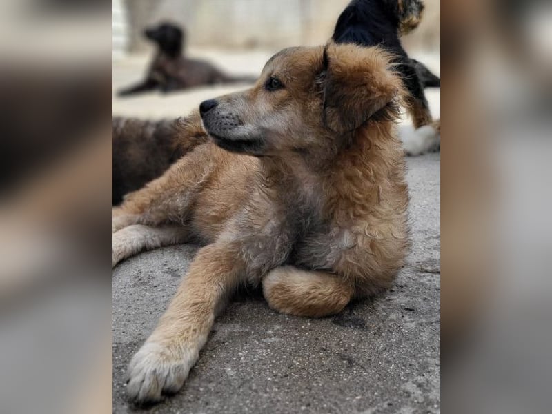 Diego ❤️ süßer, verschmuster Welpenjunge