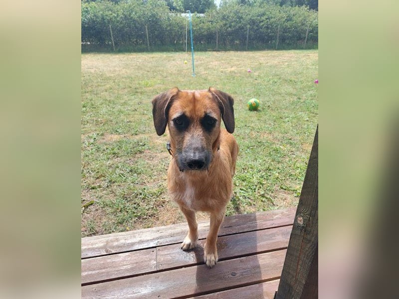 TARO❤️ wartet in 24885 Sieverstedt