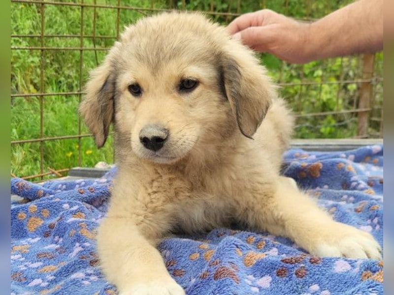 Verspielter Caius ❤️ sucht Liebe + Spaß!