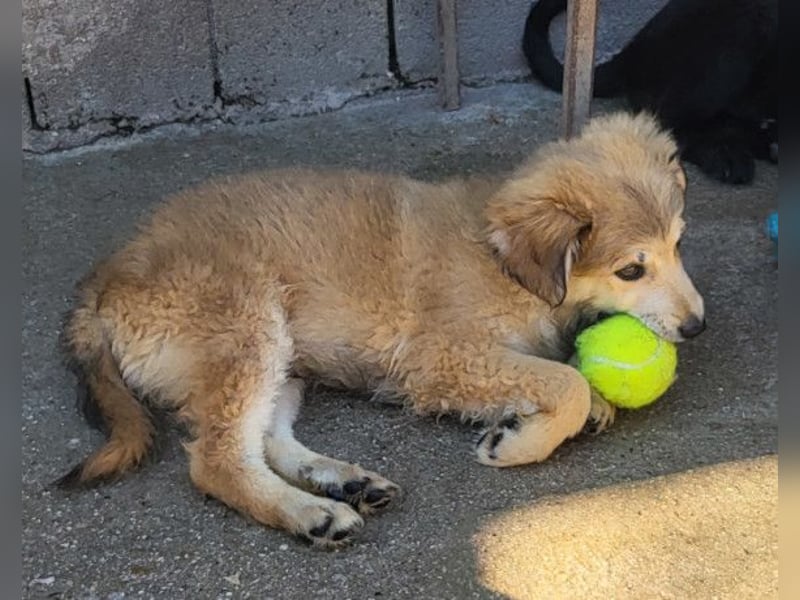Diego ❤️ süßer, verschmuster Welpenjunge