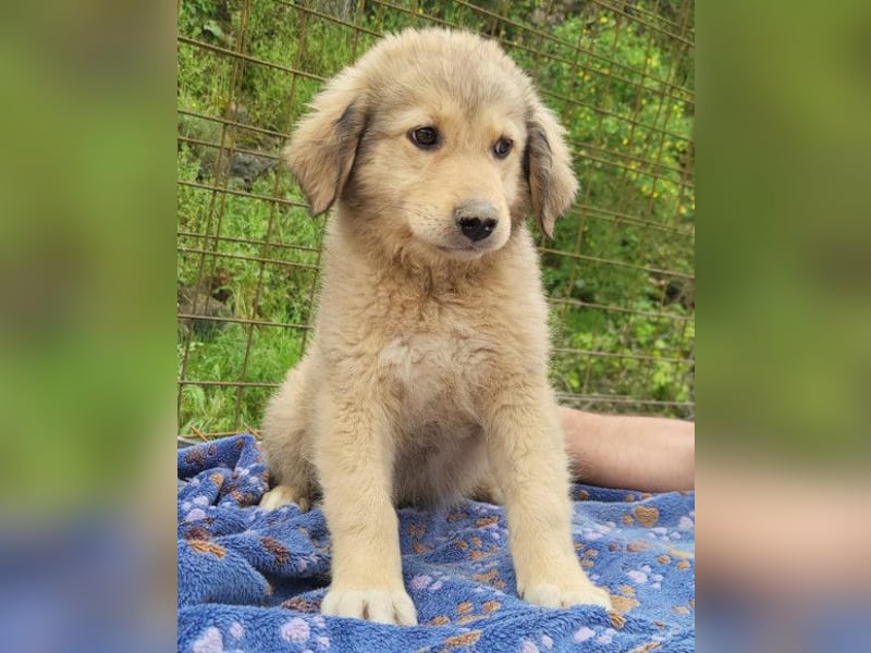 Verspielter Caius ❤️ sucht Liebe + Spaß!