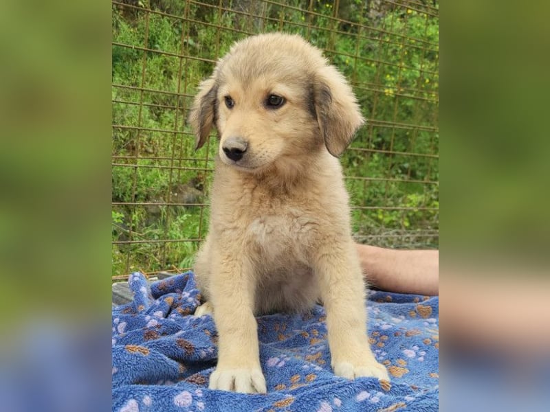 Verspielter Caius ❤️ sucht Liebe + Spaß!