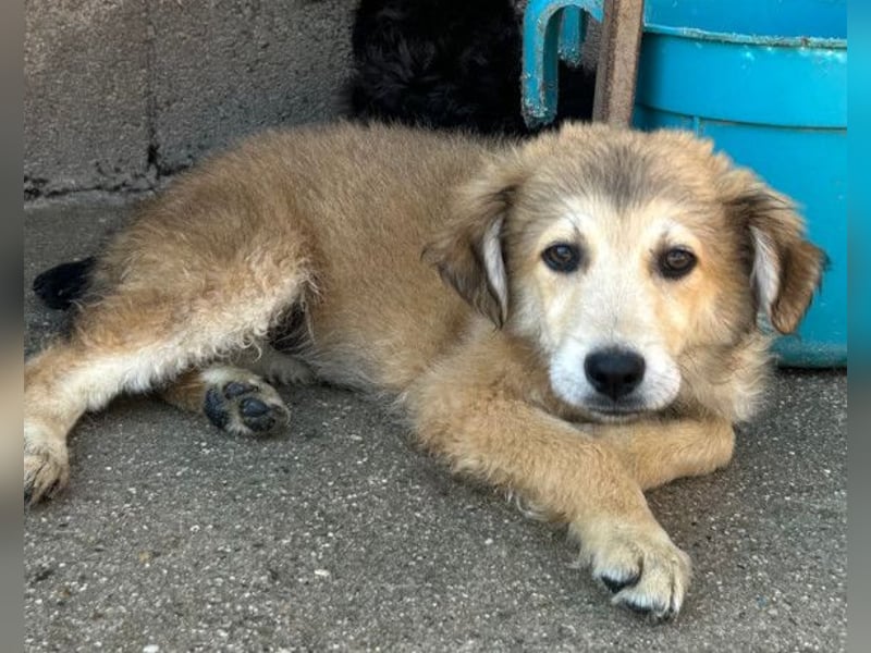 Diego ❤️ süßer, verschmuster Welpenjunge