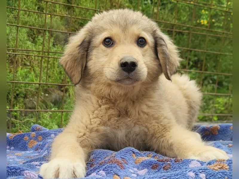 Verspielter Caius ❤️ sucht Liebe + Spaß!