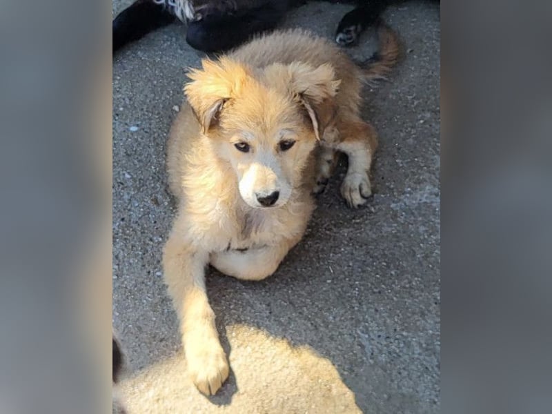 Diego ❤️ süßer, verschmuster Welpenjunge