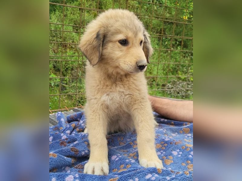 Verspielter Caius ❤️ sucht Liebe + Spaß!