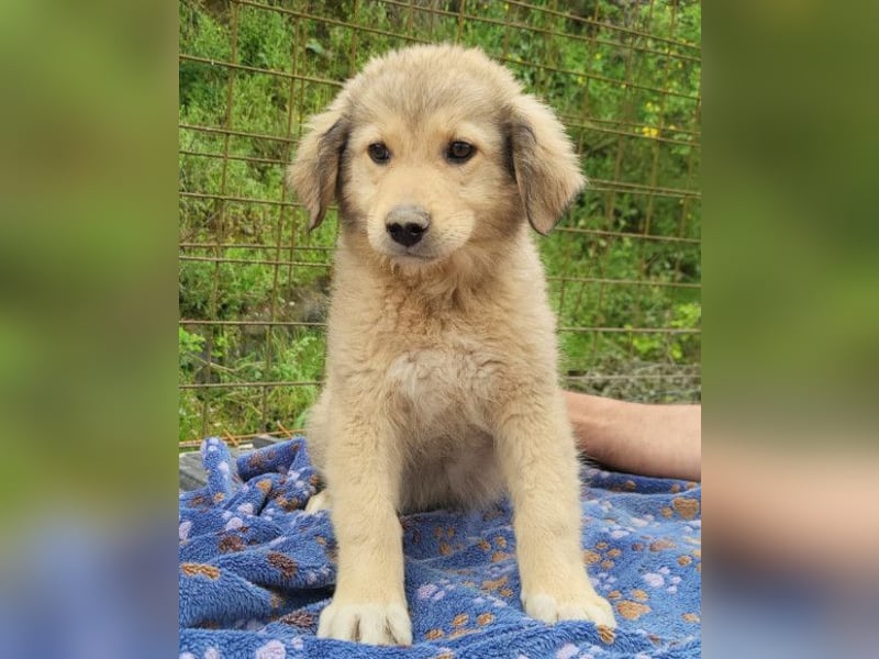 Verspielter Caius ❤️ sucht Liebe + Spaß!