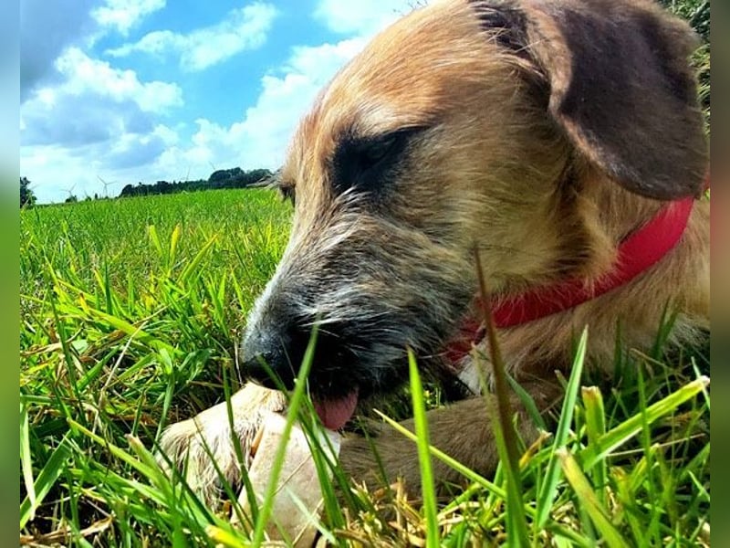 Taro ♥ wartet in 24885 Sieverstedt