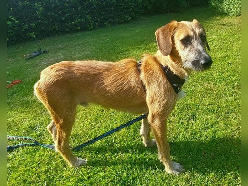 TARO❤️ wartet in 24885 Sieverstedt