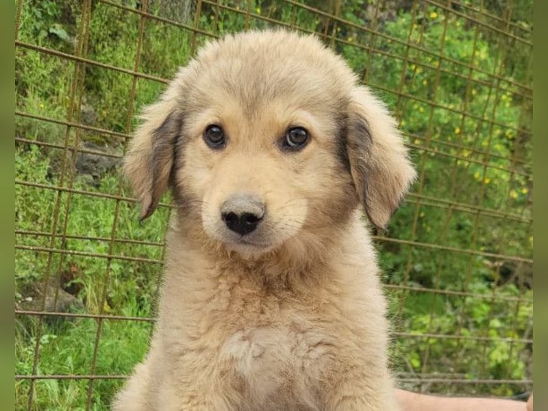 Verspielter Caius ❤️ sucht Liebe + Spaß!