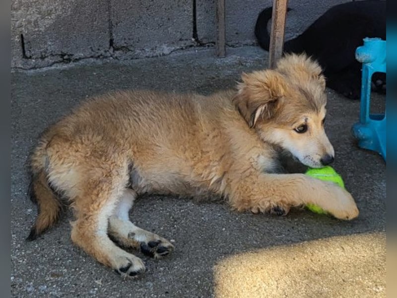 Diego ❤️ süßer, verschmuster Welpenjunge