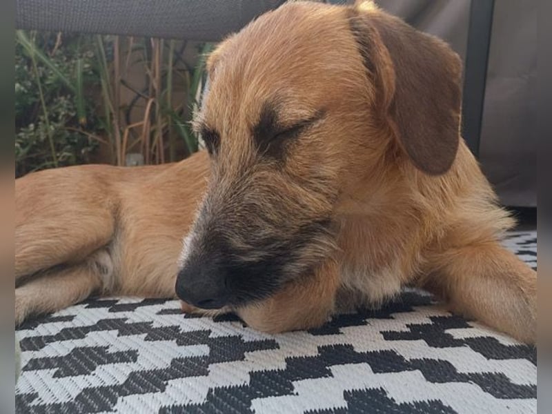 TARO❤️ wartet in 24885 Sieverstedt