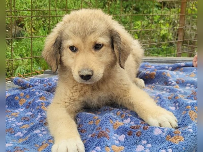 Verspielter Caius ❤️ sucht Liebe + Spaß!