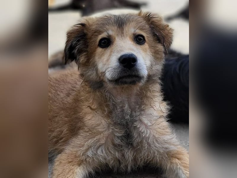 Diego ❤️ süßer, verschmuster Welpenjunge