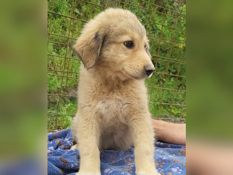 Verspielter Caius ❤️ sucht Liebe + Spaß!