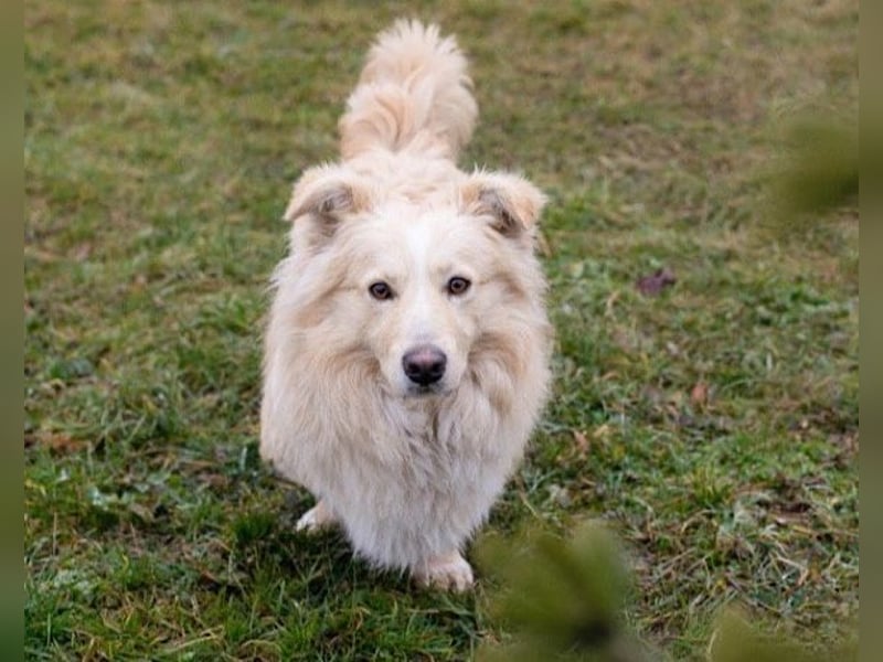 Besonders freundlicher ♥Pauli♥ wartet schon in 50674 Köln