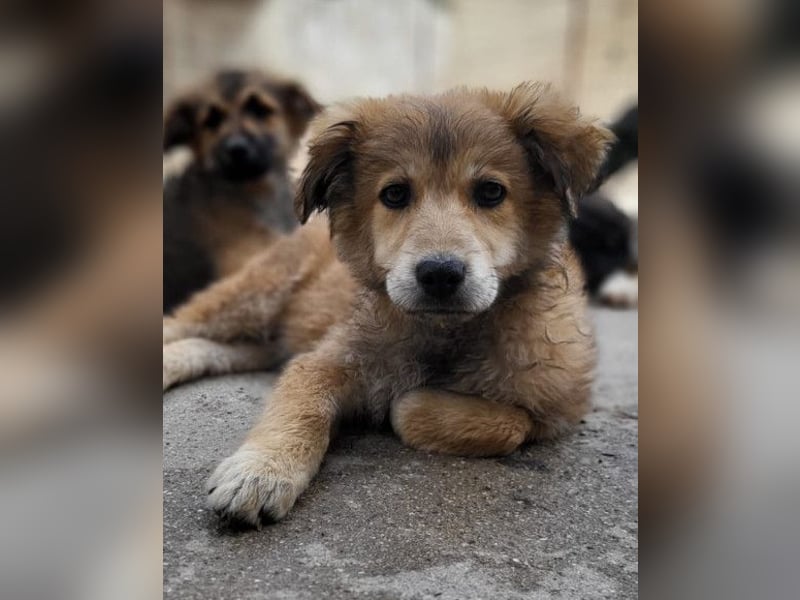 Diego ❤️ süßer, verschmuster Welpenjunge