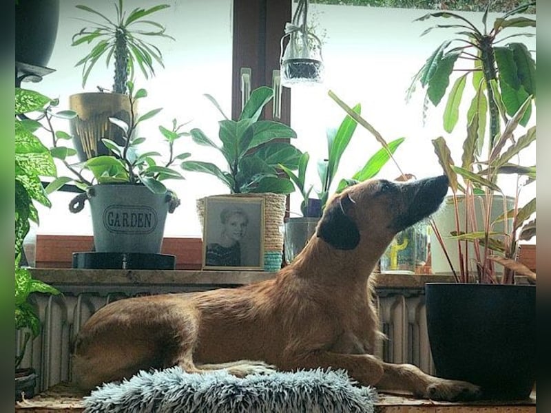 Taro ♥ wartet in 24885 Sieverstedt