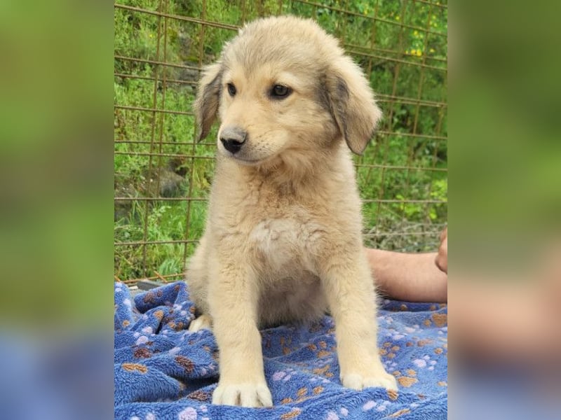 Verspielter Caius ❤️ sucht Liebe + Spaß!
