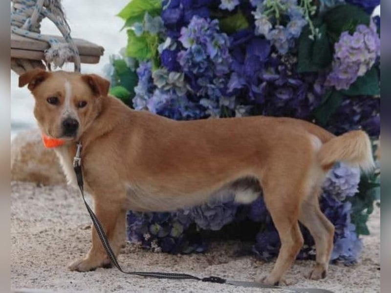 Max & Kika ❤️ liebevolles Zuhause gesucht