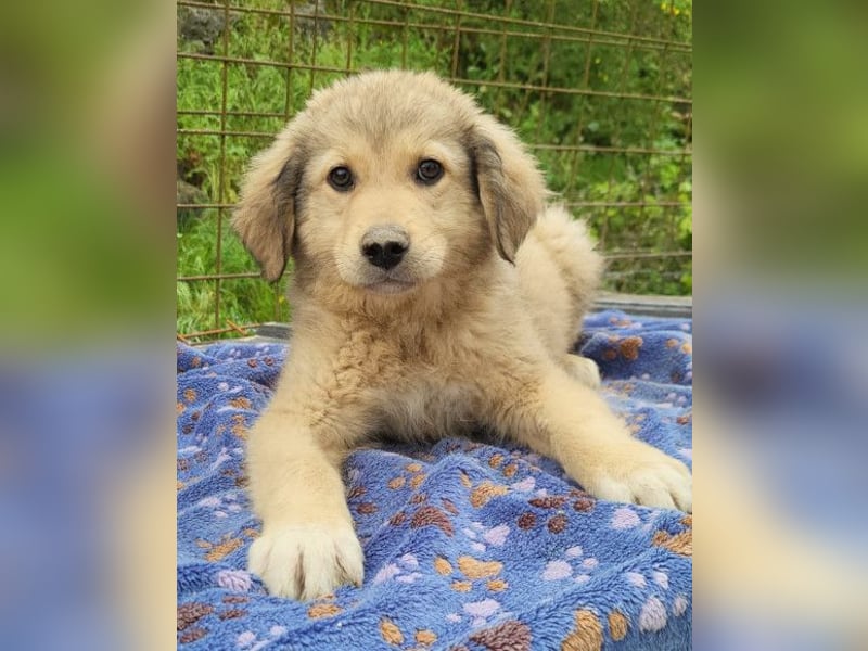 Verspielter Caius ❤️ sucht Liebe + Spaß!