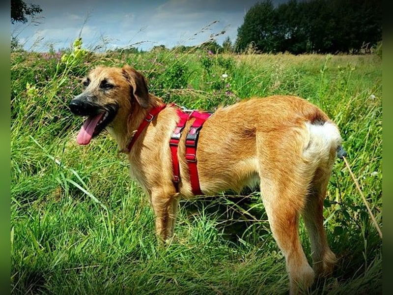 Taro ♥ wartet in 24885 Sieverstedt