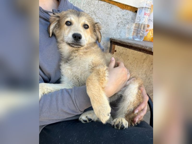 Diego ❤️ süßer, verschmuster Welpenjunge