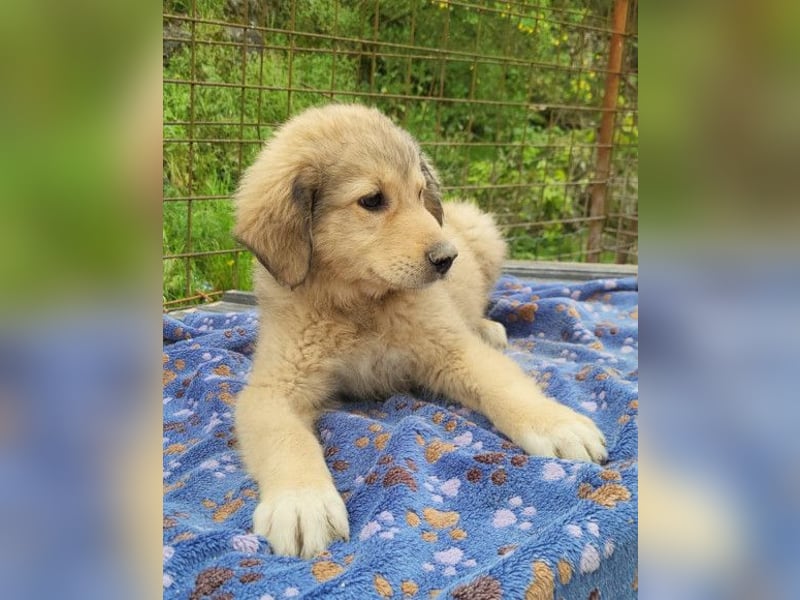 Verspielter Caius ❤️ sucht Liebe + Spaß!